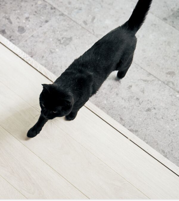 にゃんこと暮らす平屋、ただいま建築中です。